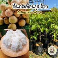 ราคา ต้นกระท้อนปุยฝ้าย กิ่งติดตา สูง70 80ซม ต้นแข็งแรงพร้อมปลูก (25530199453)