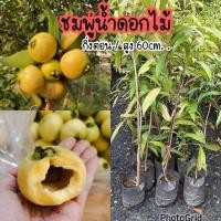 ราคา ต้นชมพู่น้ำดอกไม้ ความสูง60ซม ต้นพร้อมลงปลูก (13799875534)