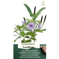 ราคา ต้นต้อยติ่งในกระถาง5ต้น (14593279332)