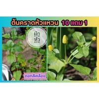 ราคา ต้นคราดหัวแหวน ดอกสีเหลือง สมุนไพรไทยโบราณ อภัยภูเบศน์ ยา รักษา ป้องกัน แก้ปวด ธรรมชาติ พืช ผักสวนครัว จัดสวน แต่งบ้าน (29900630083)