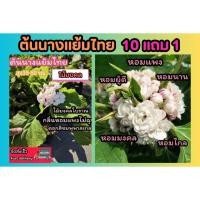 ราคา ต้นนางแย้มไทย ดอกสีชมพู แต่งบ้าน จัดสวน ธรรมชาติ ต้นไม้มงคล โบราณ กลิ่นหอม ไกล ดอกมะลิซ้อน สมุนไพร ไม้ดอก แดด (28250026803)