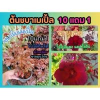 ราคา ต้นชบาเมเปิ้ล ต้นไม้มงคล ปลูกง่าย ต้นชบาแดง ใบสีแดง ต้นชบา ต้นเมเปิ้ล ไม้ใบ ฟอกอาการ จัดสวน แต่งบ้าน ดิน หิน ปุ๋ย กระถาง (27550092626)