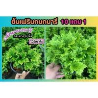 ราคา ต้นเฟรินกนกนารี ขนาดกระถาง 6 นิ้ว ต้นไม้ฟอกอากาศ ไม้มงคล สวนน้ำตก ดิน หิน ปุ๋ย ป่า ไม้ร่มรำไร ผักผลไม้ แต่งบ้าน ธรรมชาติ (27500062231)
