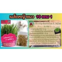 ราคา เมล็ดหญ้าแมว ต้นอ่อน ปลอดสาร ร่มรื่น ทาส อาหารสำหรับสัตว์เลี้ยงแสนรัก หญ้าอ่อน ป่า สวน ธรรมชาติ ออแกนิก ปลูกง่าย ของแมว (25525608253)