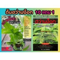 ราคา ต้นฮว่านง็อก พญาลิง พญาวานร จักรนารยณ์ สมุนไพรไทยรักษาโรค ยา บำรุง รักษา ป้องกัน ผัก แผนโบราณ สด อภัยภูเบศน์ ตำรับยา (25458485546)
