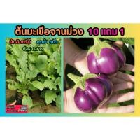 ราคา ต้นมะเขือจานม่วง ผักอินทรีย์ ถุงชำ 6นิ้ว ผักปลอดสาร สวนครัว ผักสลัด ผลไม้ พืช ต้นไม้ ดิน ปุ๋ย หิน กระถาง จัดสวน แต่งบ้าน (25428867600)