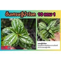 ราคา ต้นเศรษฐีนำโชค ต้นไม้มงคล วางบนโต๊ะทำงาน ไม้ประดับ ฟอกอากาศ ต้นไม้สวย อยู่ในร่ม ตกแต่งบ้าน สวน ทางเดิน ปุ๋ย ดิน หิน (24879924194)
