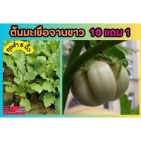 ราคา ต้นมะเขือจานขาว ถุงชำ 6 นิ้ว ปลอดสาร พืชสวนครัว ผักอินทรีย์ ผักสลัด ผลไม้ ต้นไม้ ดิน ปุ๋ย หิน กระถาง ฟอก จัดสวน แต่งบ้าน (24679256294)