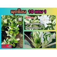 ราคา พุดซ้อน ไม้ดอก ไม้แดด พุดซ้อนใบด่าง ต้นไม้ ไม้มงคล ธรรมชาติ ตกแต่งบ้าน จัดสวน ป่า ไม้ประดับ รอบบ้าน ริมรั้ว ดอกหอม (24576560441)