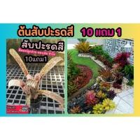 ราคา ต้นสับปะรดสี ไม้ฟอกอากาศ ต้นไม้มงคล จัดสวน แต่งบ้าน น้ำตก คอนโด ในร่ม รำไร ไม้ใบ สวนเฟริน ปุ๋ย ดิน หิน กระถางต้นไม้ หญ้า (22590066665)