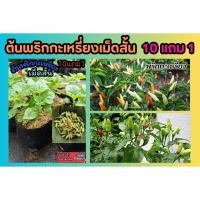 ราคา ต้นพริกกะเหรี่ยงเม็ดสั้น ผักสวนครัว ต้นกล้า พริกจินดา พริกขี้หนูสวน พริกกระเหรียง ผักสมุนไพรไทย น้ำพริก เมล็ดพันธุ์ไม้ (26955005596)