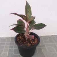 ราคา ต้นแสงเงินแสงทอง แก้วกาญจนา อโกลนีมา Aglaonema (20451662481)