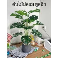 ราคา ต้นไม้มงคล ต้นพลูฉีก ต้นไม้ประดิษฐ์ (29804086801)