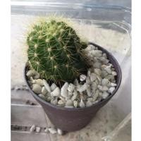 ราคา แคคตัส กระบองเพชร ดาวล้อมเดือน ตะบองเพชรจิ๋ว Echinopsis Calochlora cactus succulent (17570218561)