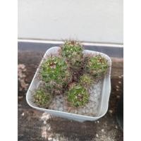 ราคา แมมดอกพิกุล แมมหนามพิกุล หนามพิกุล โคลนหนามแดง รวม 6 ต้น ตามปก cactus Mammillaria Mammillaris (22147282927)