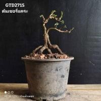 ราคา ต้นเชอร์รี่แคระบอนไซไม้ดัดต้นไม้มงคลต้นไม้โครงสร้าง GTD2715 (29654219615)