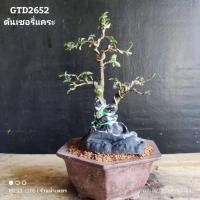 ราคา ต้นเชอร์รี่แคระบอนไซไม้ดัดต้นไม้มงคลต้นไม้โครงสร้าง GTD2652 (29452449610)