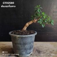 ราคา ต้นเชอร์รี่แคระบอนไซไม้ดัดต้นไม้มงคลต้นไม้โครงสร้าง GTD2580 (29252951646)