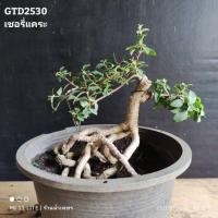 ราคา ต้นเชอร์รี่แคระบอนไซไม้ดัดต้นไม้มงคลต้นไม้โครงสร้าง GTD2530 (26504222531)