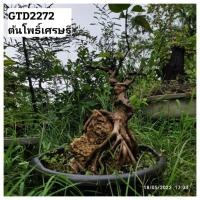 ราคา ต้นโพธิ์เศรษฐีหรือโพธิ์ขาวบอนไซไม้ดัดต้นไม้มงคลต้นไม้โครงสร้าง GTD2272 (25323161725)