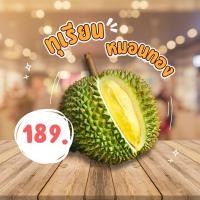 ราคา ทุเรียน หมอนทองจิ๋ว 金枕头 小号 ทุเรียนหมอนทอง ทุเรียนพันธุ์ จิ๋ว (29455982266)