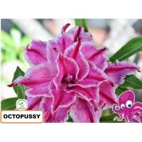ราคา ต้นชวนชม ชวนชมดอกซ้อน ชวนชมดอกกุหลาบ ไม้มงคล ขนาดกระถาง 6 นิ้ว Octopus (23962452432)