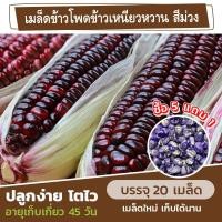 ราคา เมล็ดพันธุ์ ข้าวโพดข้าวเหนี่ยวหวาน สีม่วง แบ่งขาย 20 เมล็ด ซื้อ 5 แถม 1 (9290528788)
