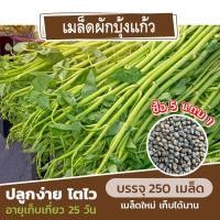 ราคา เมล็ดพันธุ์ ผักบุ้งแก้ว ผักบุ้งเย็นตาโฟ แบ่งขาย 250 เมล็ด ซื้อ 5 แถม 1 (11033080400)