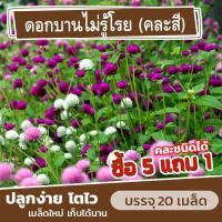 ราคา เมล็ดพันธุ์ ดอกบานไม่รู้โรย คละสี แบ่งขาย 20 เมล็ด ซื้อ 5 แถม 1 (26805468695)