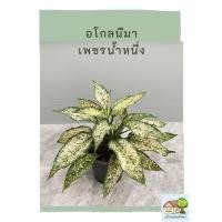 ราคา ต้นเพชรน้ำหนึ่ง ฟอร์มกอต้นใหญ่ กระถางดำ 8 นิ้ว อโกลนีมาเพชรน้ำหนึ่ง (13515888021)