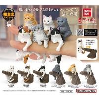 ราคา ครบชุดพร้อมส่ง กาชาปองแมวญี่ปุ่นบนขอนไม้ Gashapon Bandai Cat Japanese Scottish Fold Yubimaki Collection โมเดลแมว (22757092826)