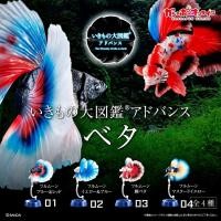 ราคา ครบชุดพร้อมส่ง กาชาปองปลากัดสวยงาม Gashapon Bandai Premium Ikimono Encyclopedia Advance Betta Action โมเดลสัตว์ (25007248054)