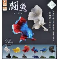 ราคา ยกชุดพร้อมส่่ง กาชาปองปลากัดสวยงามมินิ Gashapon STASTO Fighting Fish Betta Miniature Collection โมเดลปลากัด (24017652651)