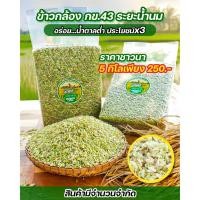 ราคา ข้าวกล้อง กข 43 น้ำนม 5 กิโล น้ำตาลต่ำ (19988105481)