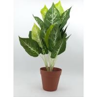 ราคา Tree O ต้นสาวน้อยประแป้ง ประดิษฐ์ สูง 40CM รุ่น AL17T094 (13599808951)