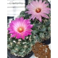 ราคา เมล็ดแคคตัส เมล็ดช้าง Coryphantha เมล็ดกระบองเพชร (5461680181)