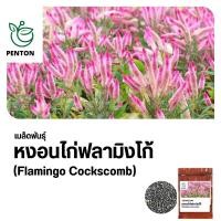 ราคา เมล็ดพันธุ์หงอนไก่ฟลามิงโก้ 120 เมล็ด เมล็ดพันธุ์ใหม่งอกดี (23683937970)