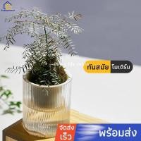 ราคา Enjoymore กระถาง กระถางต้นไม้แบบใส แบบ เก็บ น้ำ ได้ รด น้ำ อัตโนมัติ (7212984812)