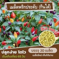 ราคา เมล็ดพันธุ์ พริกประดับ ทานได้ แบ่งขาย 20 เมล็ด พริกสีรุ้ง ซื้อ 5 แถม 1 คละชนิดได้ (28857179668)