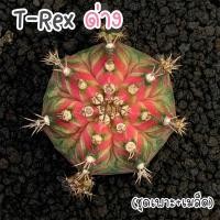 ราคา ชุดเพาะเมล็ด Trex ด่าง ทีเร็กด่าง X ยิมโนด่าง กระบองเพชร แคคตัส (23574783396)
