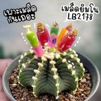 ราคา เมล็ดแคคตัส ยิมโน LB2178 แท้ 11 13 พู แคคตัส กระบองเพชร (9479213487)