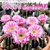 ราคา แคคตัส กระบองเพชร เลือกสีดอกได้ พันธุ์อิชินอปซิส Echinopsis (15748401905)