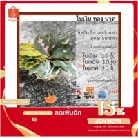 ราคา ใบเงินทองนาค ใบขนุน ใบมะตูม จำหน่ายใบไม้มงคล พิธี กราบไหว้ ขึ้นบ้านใหม่ งานแต่ง ชุดละ 50 บาท (1677071214)