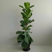 ราคา ต้นไทรใบสัก ไม้มงคล ไม้ประดับบ้าน (21784242964)