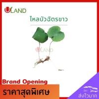 ราคา Uland ไหลบัวฉัตรขาว ไหลบัว บัวฉัตรขาว หลดบัว บัวฉัตร บัวหลวง ดอกบัวขาว (5077507606)