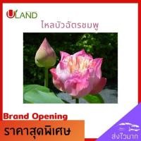 ราคา Uland ไหลบัวฉัตรชมพู ไหลบัว บัวฉัตรชมพู หลดบัว บัวฉัตร บัวหลวง ดอกบัวชมพู (7479767460)