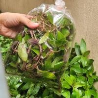 ราคา หญ้าไป่น้ำ ติดราก นำไปปลูกต่อได้ ปลอดสาร ไม่ใช้ปุ๋ย ออแกนิก ธรรมชาติ100 จุยเตกเฉ้า กับ ฮวยเฮียตะเจียเฉ้า (29559261123)