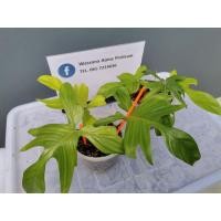 ราคา Philodendron Florida Ghost mint ก้ามกุ้งโกสท์มิ้น กระถาง6 (14704049476)