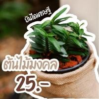 ราคา บันไดเศรษฐี กระถาง4 บันไดเงิน บันไดทอง ว่านตีนตะขาบ ต้นไม้มงคล ชอบแดด มียาง เอาไว้ ตอนตะขาบกัด แก้พิษ ตะขาบ (8586118117)