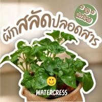 ราคา 10กระถาง ต้นwatercress กิ่งชำ ปลูกเหมือน กระเพรา โหรพา พริก ต้นหอม คะน้า ขึ้นช่าย เซเลอรี่ celery ฟักทอง มะเขือเ (25267940945)